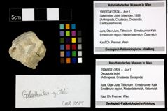 Foto (Objekt + Etiketten) von Galatheites zitteli (Moericke, 1889) 